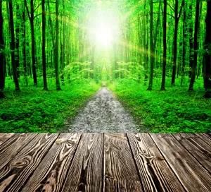 木板树林景色图片第张