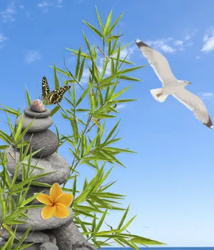 鹅卵石竹子景色图片第张