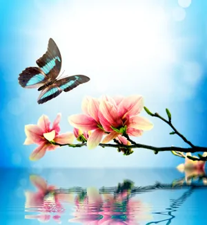 唯美花朵与蝴蝶图片第张