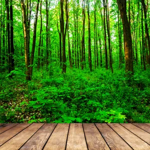 树林木板小道景色图片第张