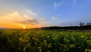 美丽的乡村风景图片第张