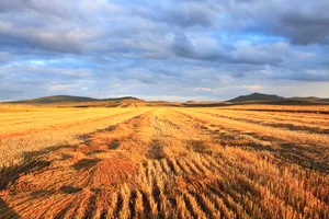 金色的麦田图片第张