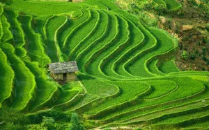 梯田风光图片第张