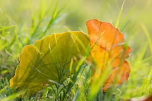 一叶知秋图片第张