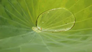 植物上的露珠图片第张