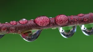 清新植物上露珠图片第张