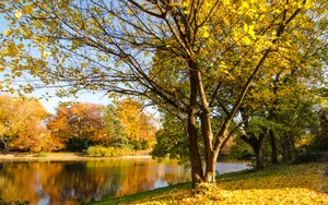 金黄秋天湖泊唯美风光图片第张