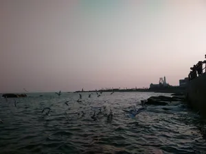 晚霞中的海鸥图片第张