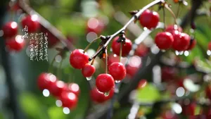 唯美的雨图片第张