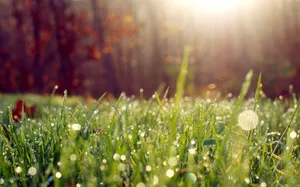 夏日晶莹的露珠图片第张