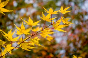 江苏南京栖霞寺红枫与银杏风景图片第张