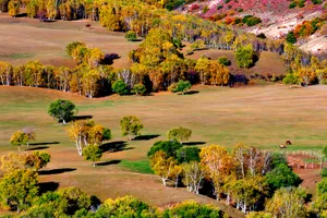 河北张家口坝上唯美秋景图片第张