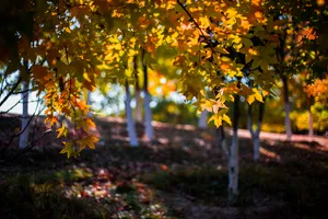 北京奥林匹克森林公园的秋天树林自然风景图片第张