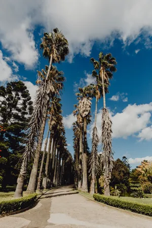 葡萄牙热带植物园的图片第张