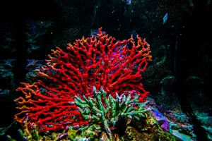 泰国曼谷海底世界图片第张