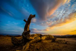 新疆木垒不朽的胡杨林风景图片第张