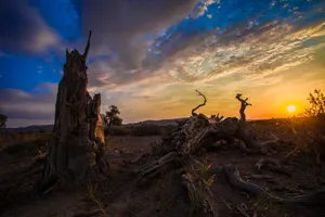 新疆木垒胡杨林风景图片第张