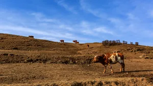 山西宁武马仑草原图片第张