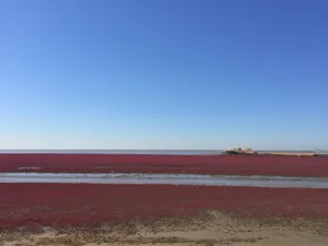 辽宁红海滩风景图片第张
