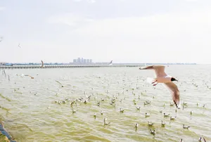 云南滇池风景图片第张