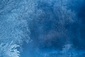 黑龙江大平台雾凇风景图片第张