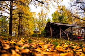 广西桂林海洋银杏林风景图片第张