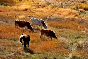 北疆秋色风景图片第张