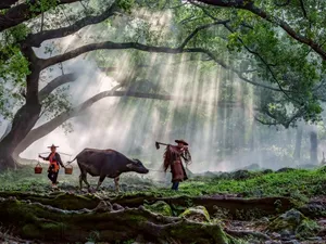 福建杨家溪晨雾风景图片第张
