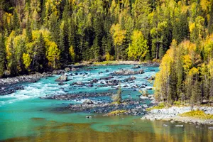 新疆喀纳斯卧龙湾风景图片第张