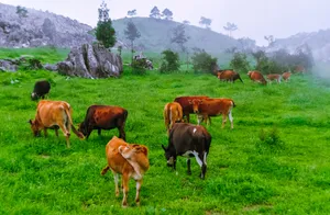 重庆千野草场风景图片第张