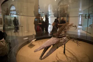 美国自然史博物馆内部图片第张