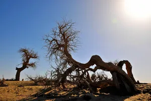内蒙古怪树林风景图片第张