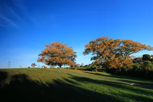 新西兰奥克兰秋色风景图片第张