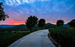 唯美的茶园暮色图片第张