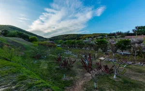 江苏樱花园风景图片第张