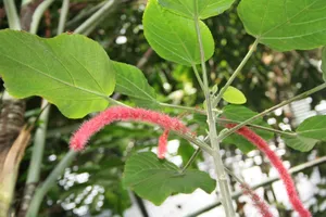 瑞士伯尔尼植物园风景图片第张