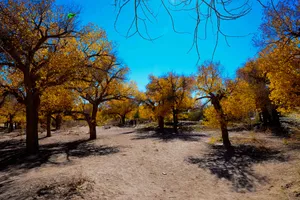 内蒙古额济纳旗胡杨林风景图片第张