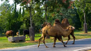 山东济南野生动物园动物图片第张