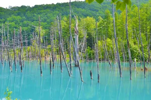 日本北海道富良野风景图片第张