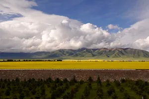 青海门源油菜花风景图片第张