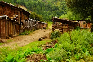 西藏南伊沟原始森林景观图片第张