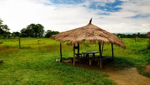 尼泊尔奇特旺皇家公园风景图片第张