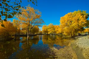 额济纳胡杨林风景图片第张