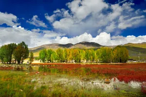 四川稻城红草地图片第张