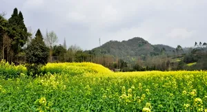 四川崇州油菜花风景图片第张