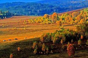 河北坝上草原金秋风景图片第张