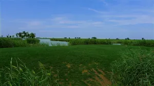 天津七里海湿地风景图片第张