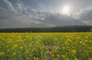 北京海淀上庄镇油菜花图片第张