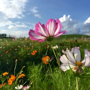 云南嘉丽泽湿地风景图片第张