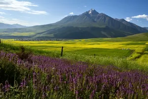 青海祁连县油菜花风景图片第张
